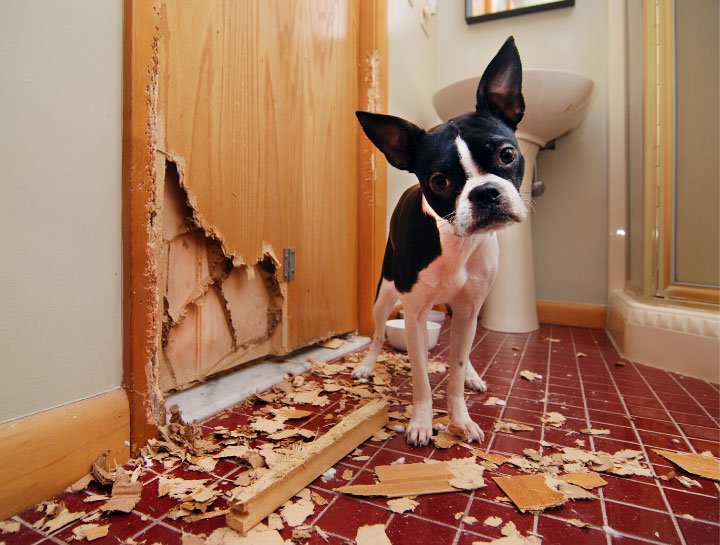 Pet Behavior Counseling