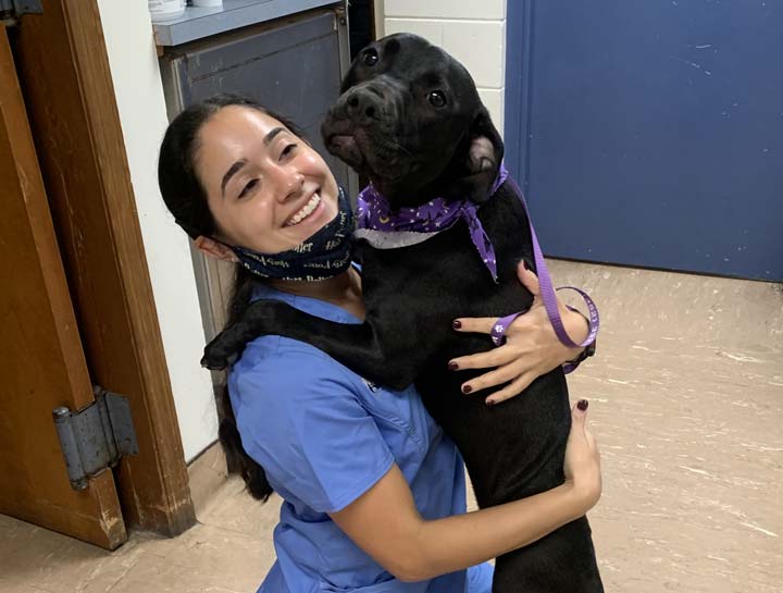 Dog Veterinarian