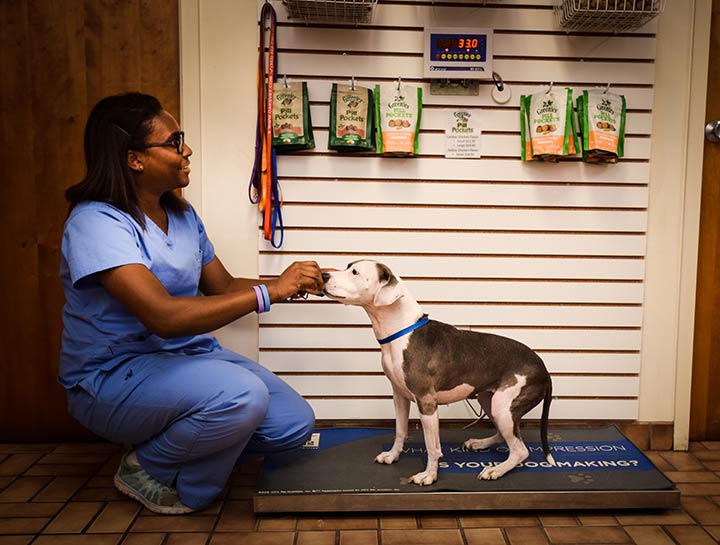 Dog Vet Care in Gainesville Cat Vet Care in Gainesville